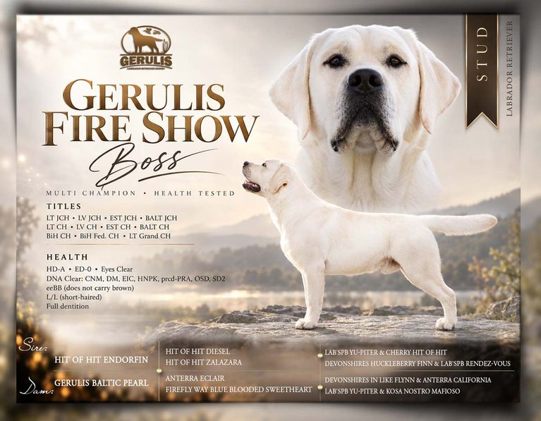 Reproduktorius Gerulis Fire Show Stud dog champion labrador stud dog Gerulis Fire Show
